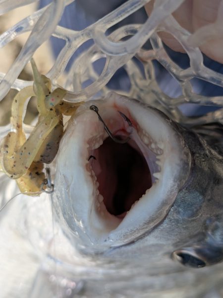 ちょい渋めの広島チニング