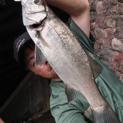 ヒラスズキ釣れました!