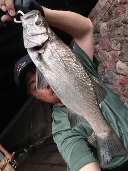 ヒラスズキ釣れました!