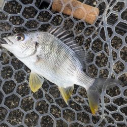 雨中広島チニング