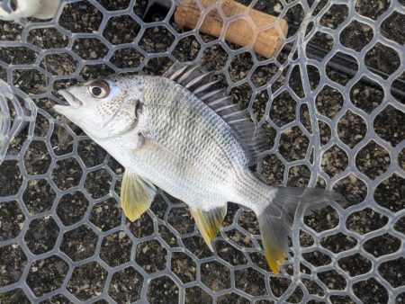 雨中広島チニング