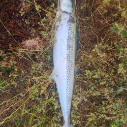 サゴシからサワラ