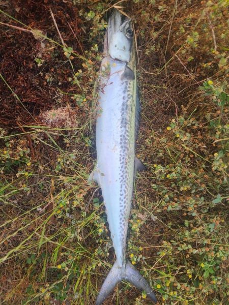 サゴシからサワラ