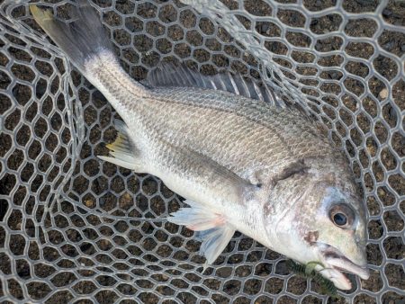 雨爆！広島チニング