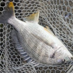 2代目23シルベ792入魂式チニング!