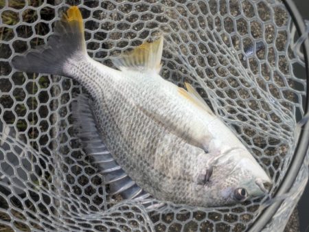 2代目23シルベ792入魂式チニング!