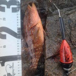 イサキ狙いも一匹、脂少なめ