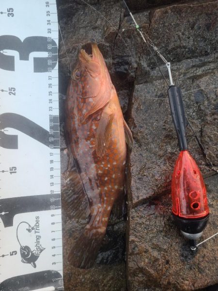 イサキ狙いも一匹、脂少なめ