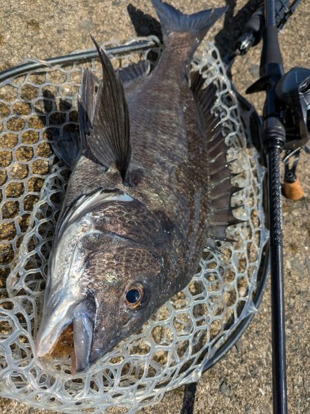 広島チニングツツ抜け達成！