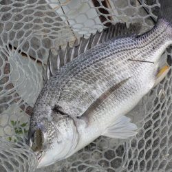 完全潮止まり大苦戦チニング