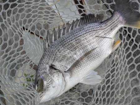 完全潮止まり大苦戦チニング