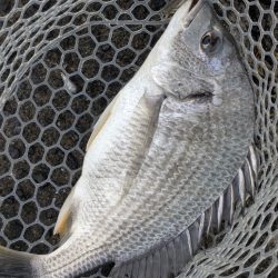 今日も渋々チニング