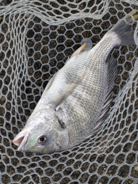 広島チニングツツツツ抜けの43枚！