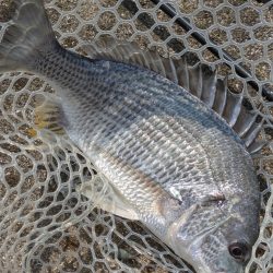 暑難広島チニング