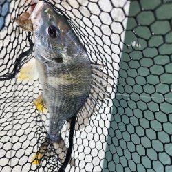 ツ抜け市内チニング