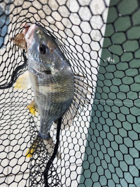 ツ抜け市内チニング