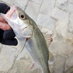 嬉しいチニングゲスト