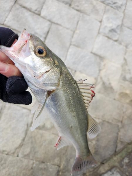 嬉しいチニングゲスト