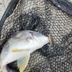 雨のなかチニング