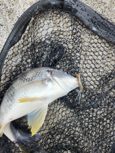 雨のなかチニング
