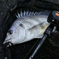 フラグ&ボトムチニング