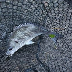 しごおわチニング