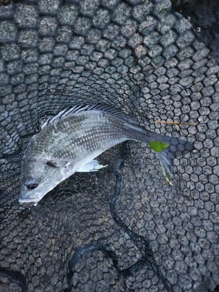 しごおわチニング