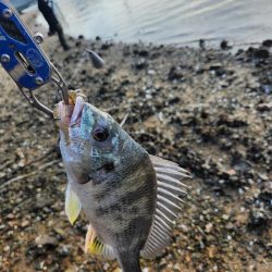 しごおわチニング