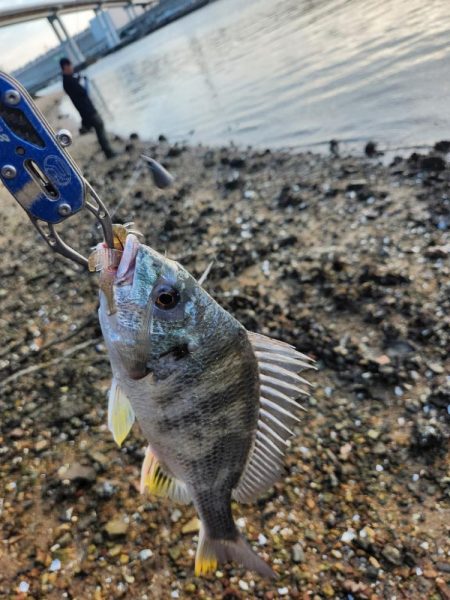 しごおわチニング