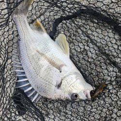 フワフワチニング