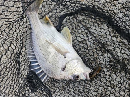 フワフワチニング