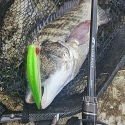 プラグチニング