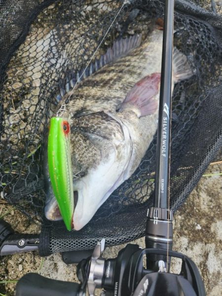 プラグチニング