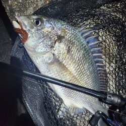 真夜中海チニング