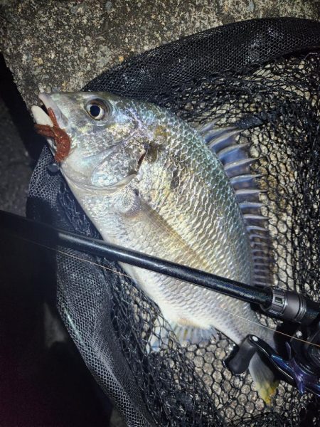 真夜中海チニング