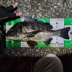 ボトム、プラグチニング