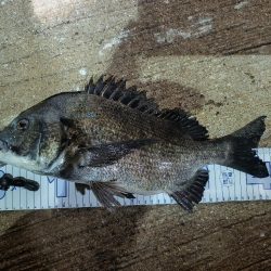 久し振りの大物