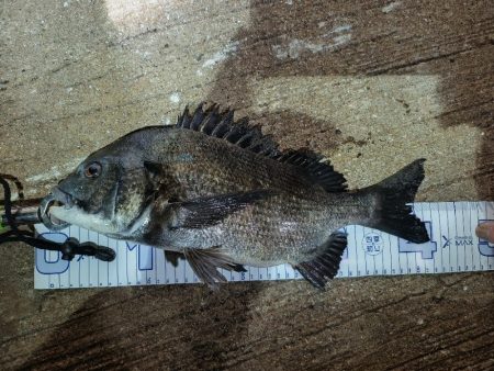 久し振りの大物