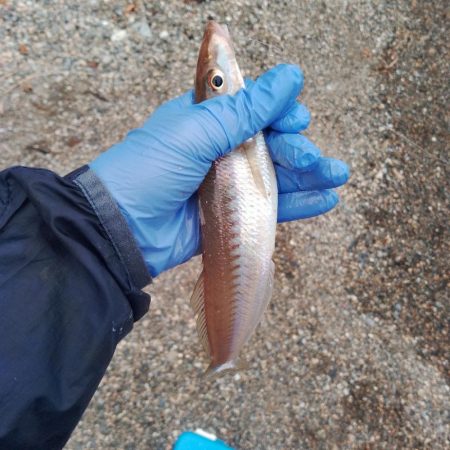 キスサイズ更新