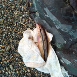 キス釣り〜ワラシベ長者的な…
