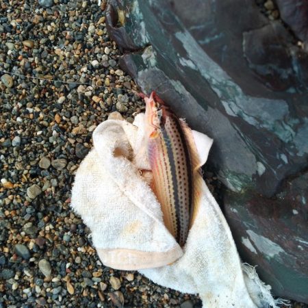 キス釣り〜ワラシベ長者的な…