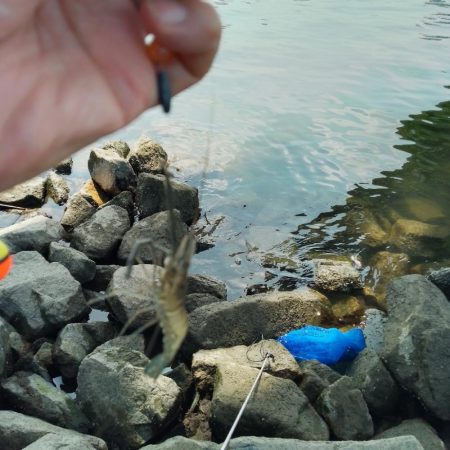 海老釣りで避暑