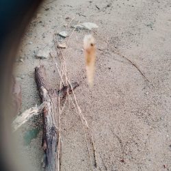 デキハゼ調査その2