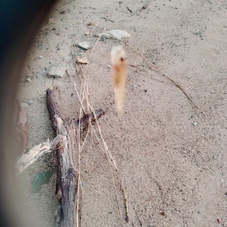 デキハゼ調査その2