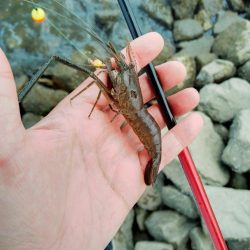 手長エビ釣り