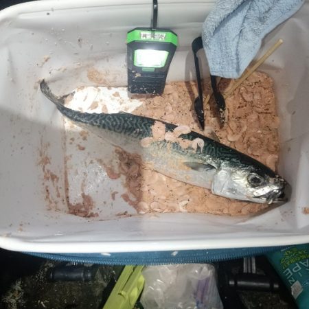 ギガ混じりのサバ大発生中