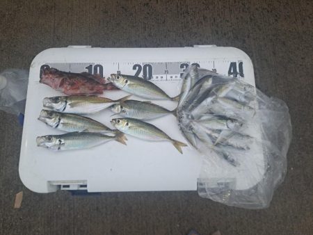 どこ行った？アジ