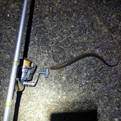 食いの悪い穴子釣り