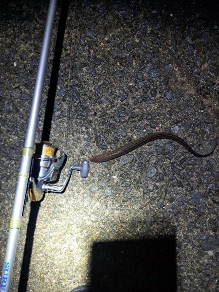 食いの悪い穴子釣り