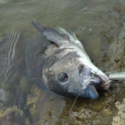 チヌトップ開幕